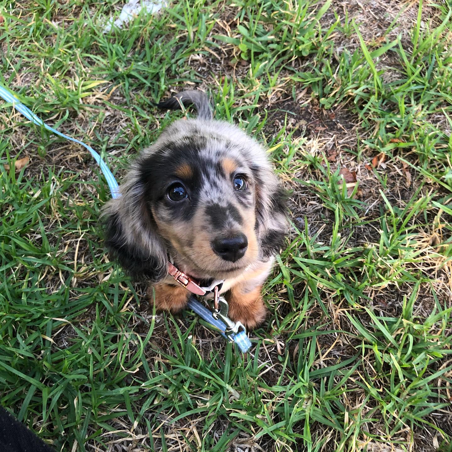 Dudley (12)