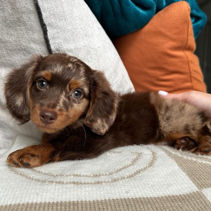 Benny (10)