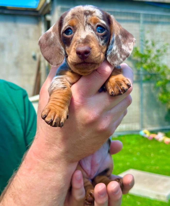 Dora (4)