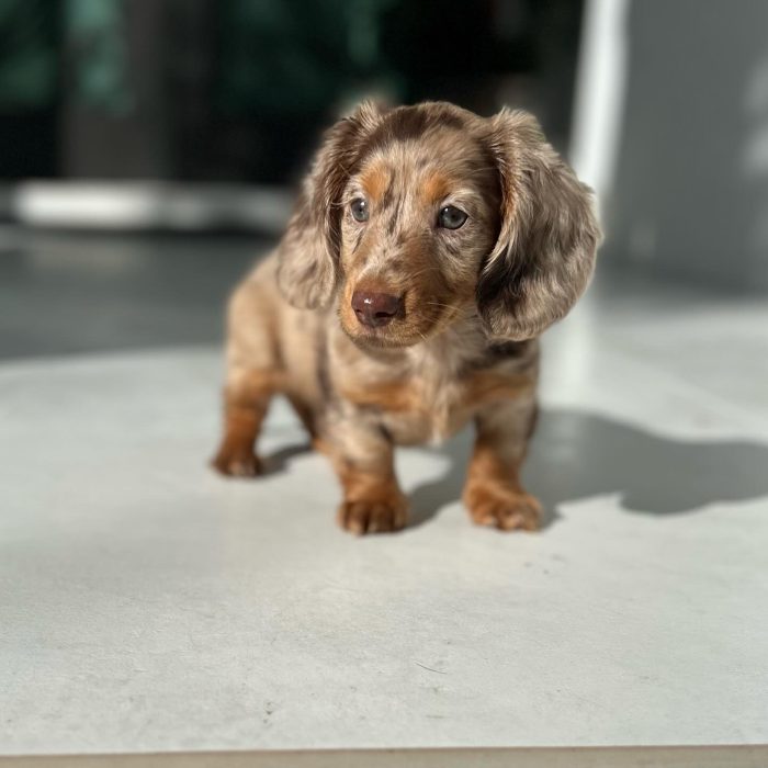 Eevee (9)