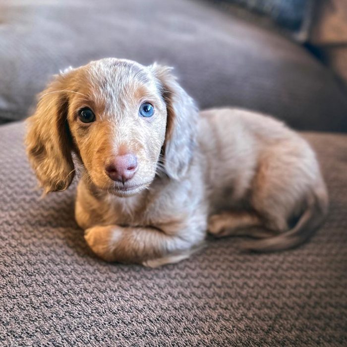 Gus (22)