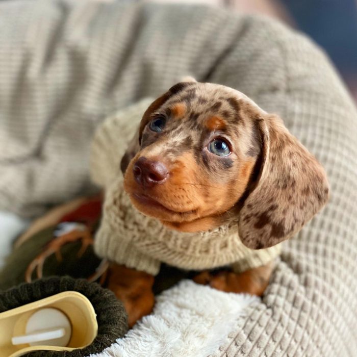 Pepper (21)